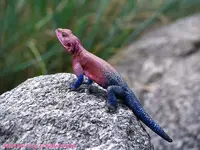 lizard4-800.webp