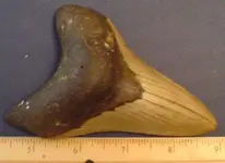 my fossils 611.webp