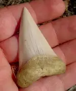 my fossils 389.webp