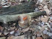 falls lucky salamander.webp