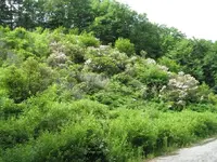 falls laurel.webp