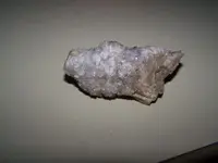 fossil thing.webp