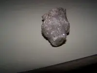 fossil thingy.webp