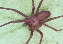 brown_recluse-431x300.webp