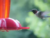 Hummingbird 1.webp