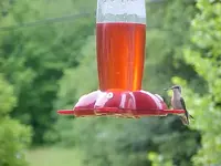 Hummingbird 2.webp