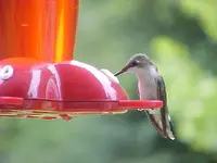 Hummingbird 3.webp