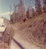 bear1.webp