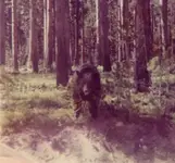 bear2.webp