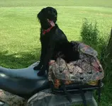 herky4wheeler.webp