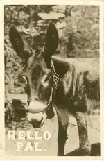 Hello pal mule.webp