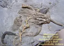 crinoidcrawfordsville.webp