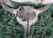 ~~buffalo skull.webp