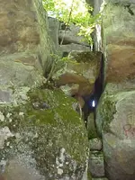 Devils Tea Table 1 side.webp