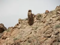 owl 1.webp