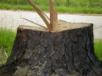 tree4 (2).webp tree4 (2).webp