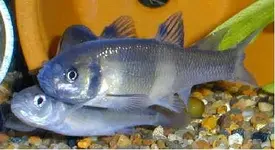 fathead00.webp