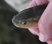 creek_chub_breed-35.webp