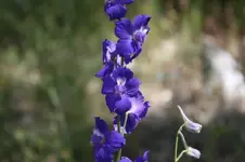 Royal Larkspur.webp