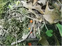 Lil\'red fungi.webp