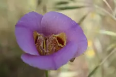 Unk4.webp