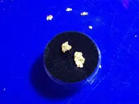 finger nail sized nugget.webp