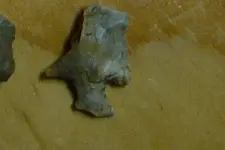 broken bird.webp