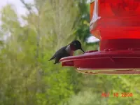 Hummer 3.webp Hummer 3.webp