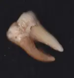 Tooth.webp