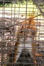 Red squirrel in cage 2.webp