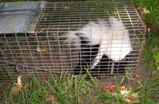 Convent skunk.webp