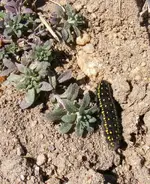 Buggy#20.webp