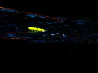 bright bug.webp