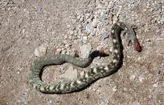 mohave rattler.webp