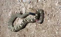 mohave rattler 2.webp