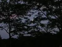 shadows of moonlight.webp