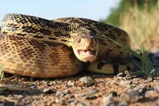 bullsnakesmile.webp