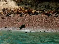 Ballesta Island seals 2.webp