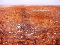 Peru desert bones.webp