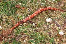 snake2.webp