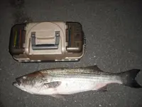 bigbass010.webp