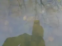 bird sitsu.webp