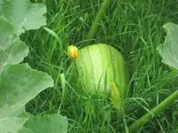 014.webp
