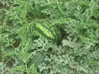 016.webp