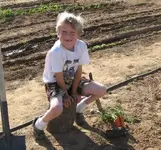 carrot7.webp