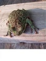 frog.webp