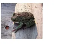 frog2.webp