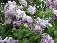 Mvc-660s.webp