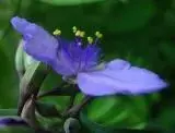 29052296_spiderwort2.webp