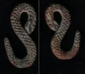 snake.webp